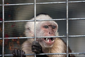 angry-capuchin-monkey-4785558